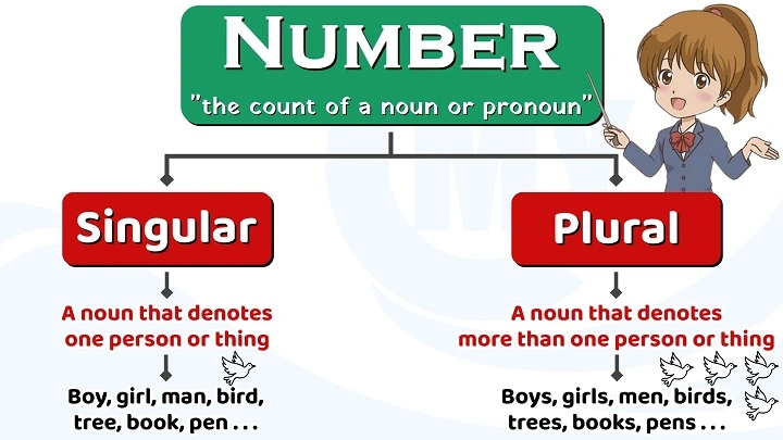 अंग्रेजी व्याकरण में वचन (Number) का अर्थ और प्रकार vachan in english grammar