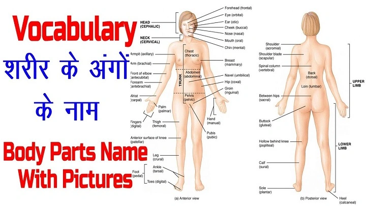 Complete Guide to Back Body Parts in Hindi: Learn the Names and Functions back body parts name in hindi 1