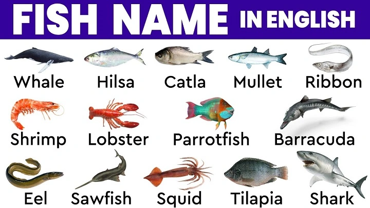 Fish Names in English: Easy Guide for Everyone fish names in english